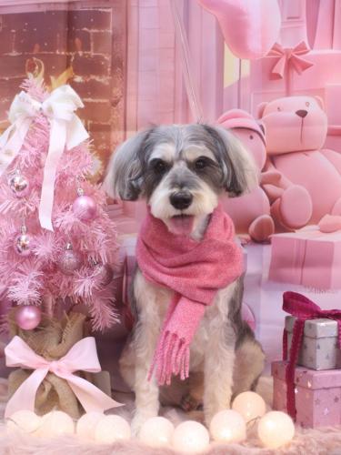 20241222パピコくん